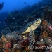 turtle_sea_hawksbill_pc_h_0010_pal1919.jpg